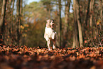 adult Aussidoodle