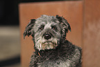 Aussidoodle