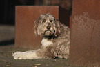 Aussidoodle