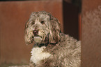 Aussidoodle