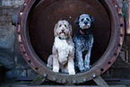 Aussidoodle