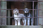 Aussidoodle