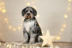 Aussiedoodle in Christmas decoration