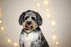 Aussiedoodle in Christmas decoration