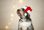Aussiedoodle in Christmas decoration