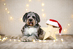 Aussiedoodle in Christmas decoration