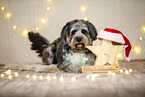 Aussiedoodle in Christmas decoration