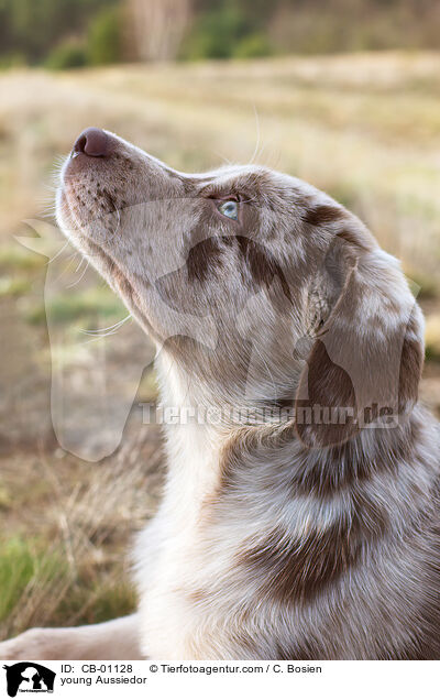 junger Aussiedor / young Aussiedor / CB-01128