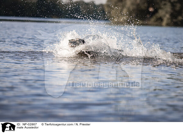 Aussiedor R�de / male Aussiedor / NP-02867