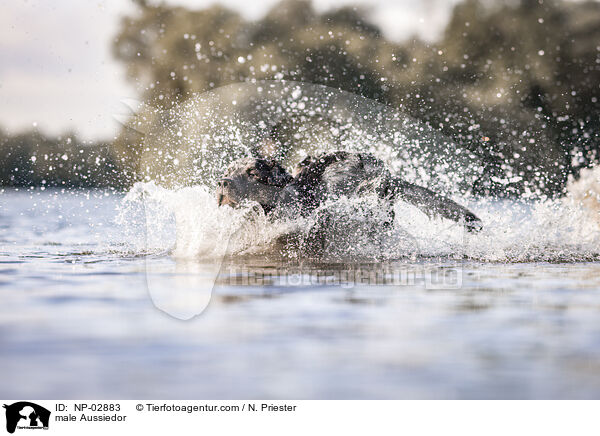 Aussiedor Rde / male Aussiedor / NP-02883