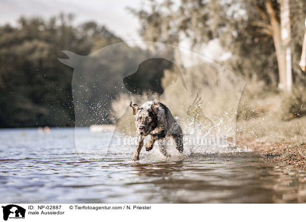 Aussiedor Rde / male Aussiedor / NP-02887