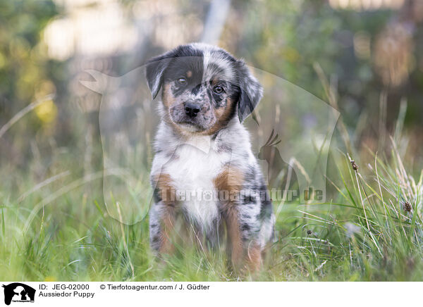 Aussiedor Welpe / Aussiedor Puppy / JEG-02000
