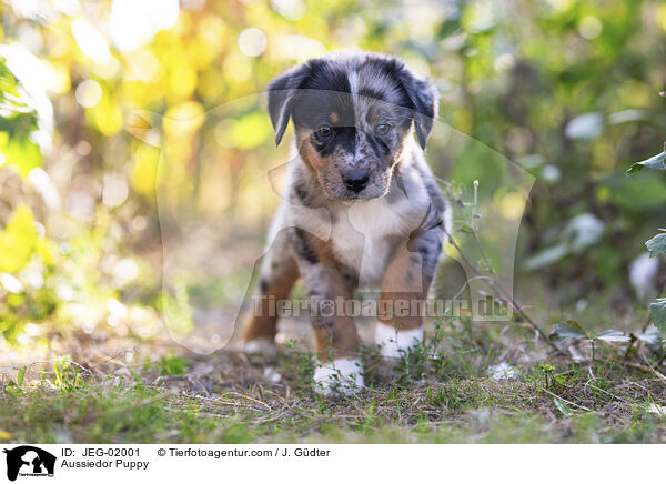 Aussiedor Welpe / Aussiedor Puppy / JEG-02001