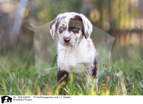 Aussiedor Welpe / Aussiedor Puppy / JEG-02003