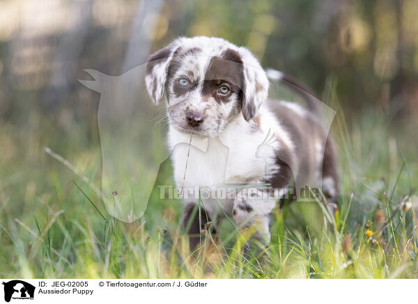 Aussiedor Welpe / Aussiedor Puppy / JEG-02005