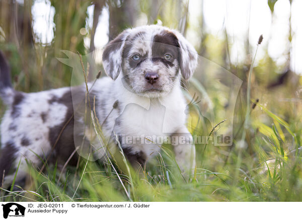 Aussiedor Welpe / Aussiedor Puppy / JEG-02011