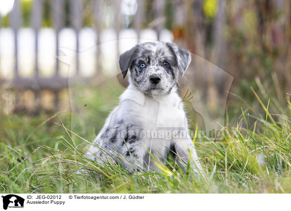 Aussiedor Welpe / Aussiedor Puppy / JEG-02012