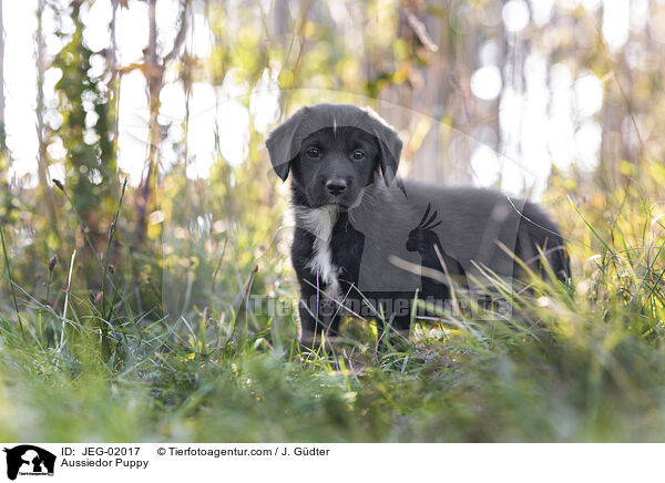 Aussiedor Puppy / JEG-02017