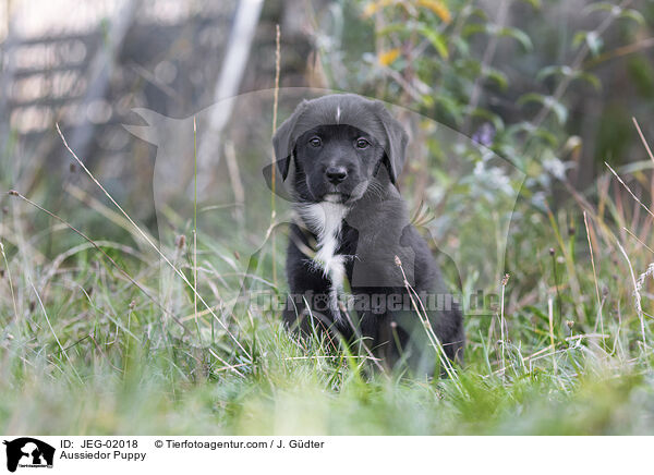 Aussiedor Welpe / Aussiedor Puppy / JEG-02018