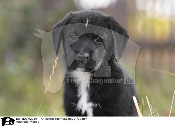 Aussiedor Welpe / Aussiedor Puppy / JEG-02019