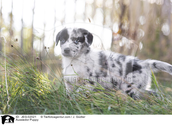 Aussiedor Welpe / Aussiedor Puppy / JEG-02021