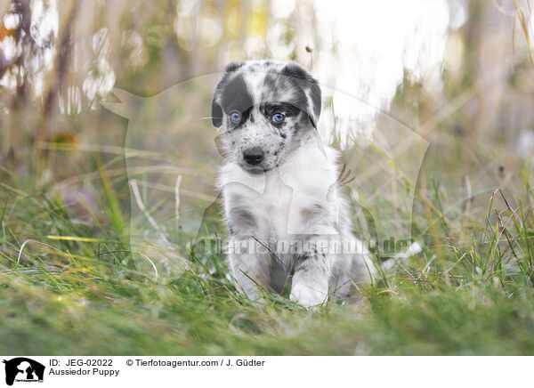 Aussiedor Welpe / Aussiedor Puppy / JEG-02022