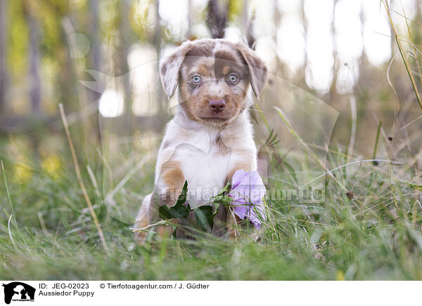 Aussiedor Welpe / Aussiedor Puppy / JEG-02023
