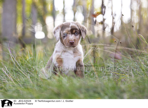 Aussiedor Welpe / Aussiedor Puppy / JEG-02024