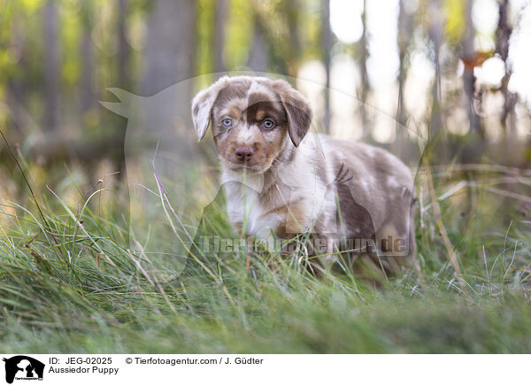 Aussiedor Welpe / Aussiedor Puppy / JEG-02025