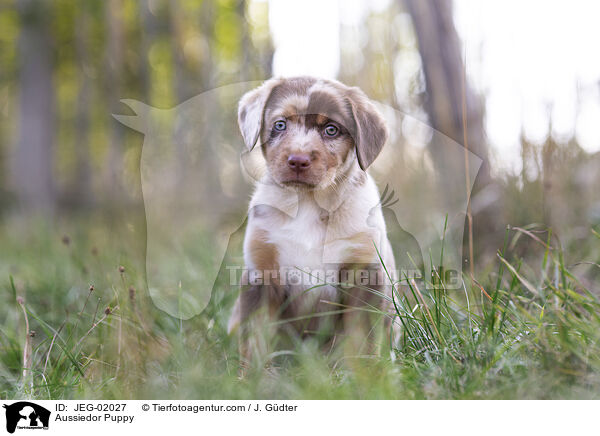 Aussiedor Welpe / Aussiedor Puppy / JEG-02027