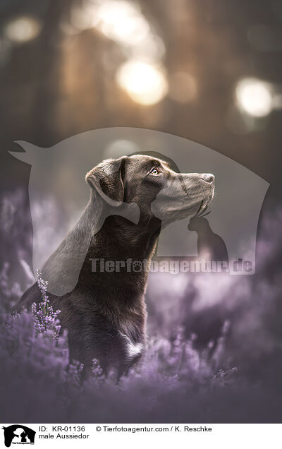 Aussiedor R�de / male Aussiedor / KR-01136