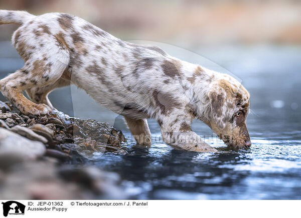 Aussiedor Welpe / Aussiedor Puppy / JEP-01362