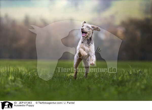 Aussiedor Welpe / Aussiedor Puppy / JEP-01363