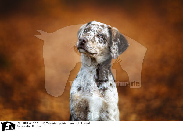 Aussiedor Welpe / Aussiedor Puppy / JEP-01365