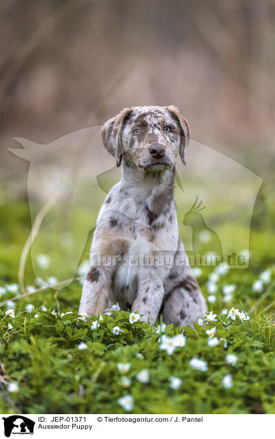 Aussiedor Welpe / Aussiedor Puppy / JEP-01371