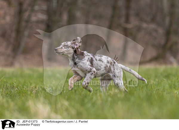 Aussiedor Welpe / Aussiedor Puppy / JEP-01373