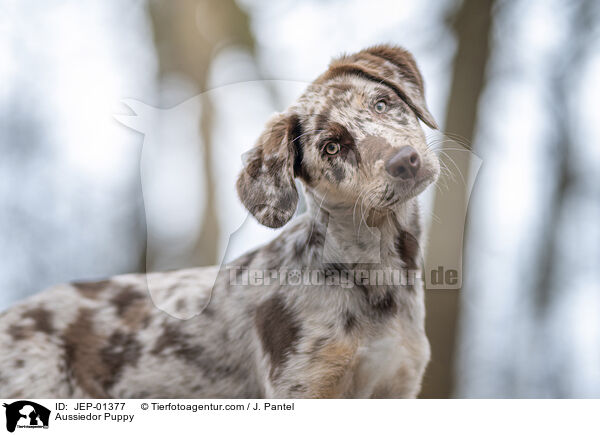 Aussiedor Welpe / Aussiedor Puppy / JEP-01377
