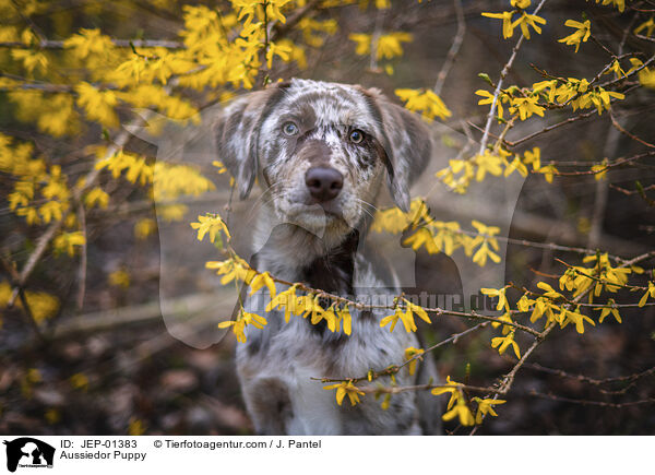 Aussiedor Welpe / Aussiedor Puppy / JEP-01383