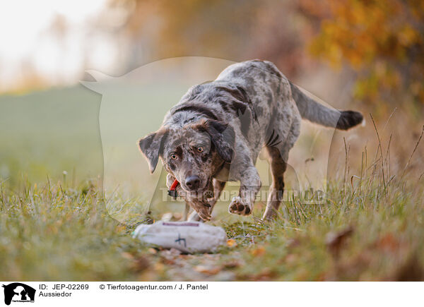 Aussiedor / Aussiedor / JEP-02269