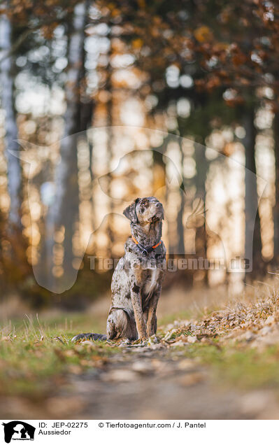 Aussiedor / Aussiedor / JEP-02275