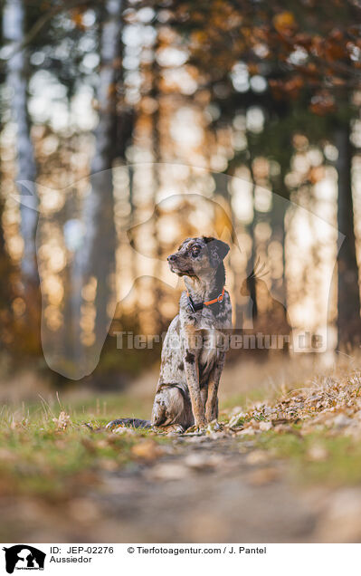 Aussiedor / Aussiedor / JEP-02276