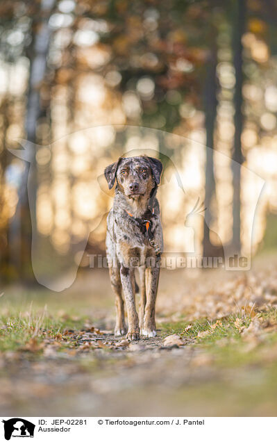 Aussiedor / Aussiedor / JEP-02281