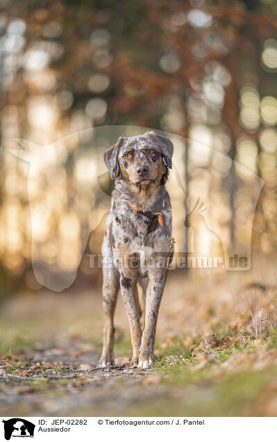 Aussiedor / Aussiedor / JEP-02282