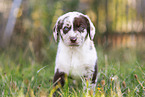 Aussiedor Puppy