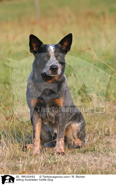 sitting Australian Cattle Dog / RR-00493