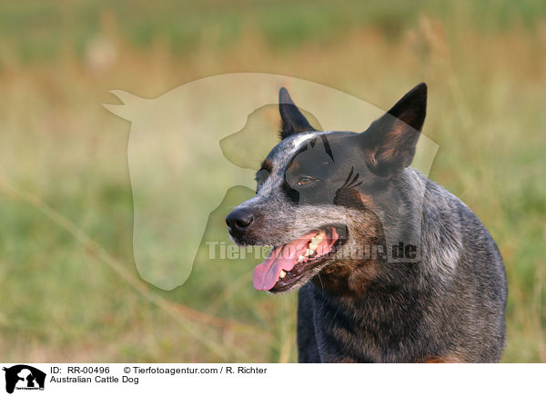 Australian Cattle Dog / Australian Cattle Dog / RR-00496
