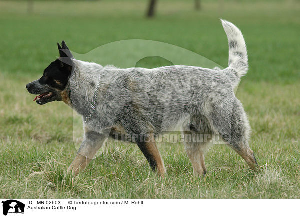 Australian Cattle Dog / Australian Cattle Dog / MR-02603