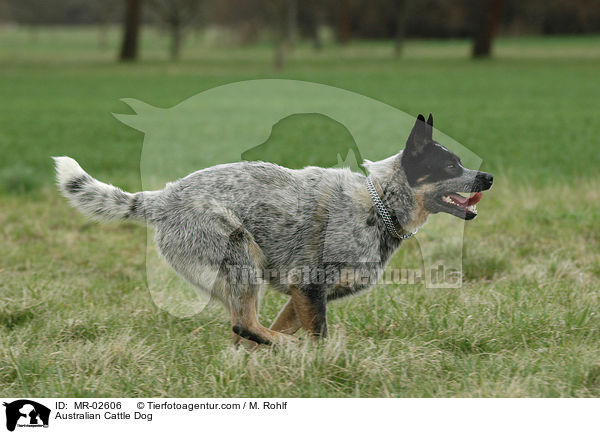Australian Cattle Dog / Australian Cattle Dog / MR-02606