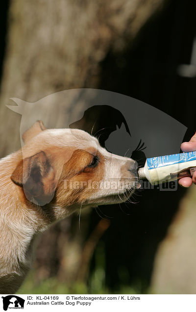 Australian Cattle Dog Welpe / Australian Cattle Dog Puppy / KL-04169