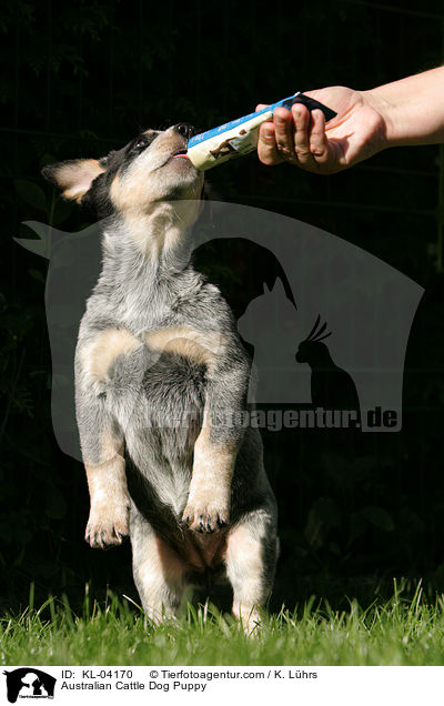 Australian Cattle Dog Welpe / Australian Cattle Dog Puppy / KL-04170